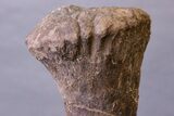 Huge, Adult Hadrosaur (Hypacrosaurus) Tibia Bone - Montana #245513-6